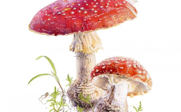 Мухомор без фона