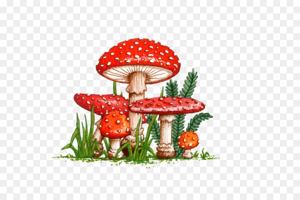 Гриб мухомор