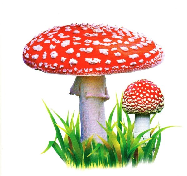 Мухомор на белом фоне