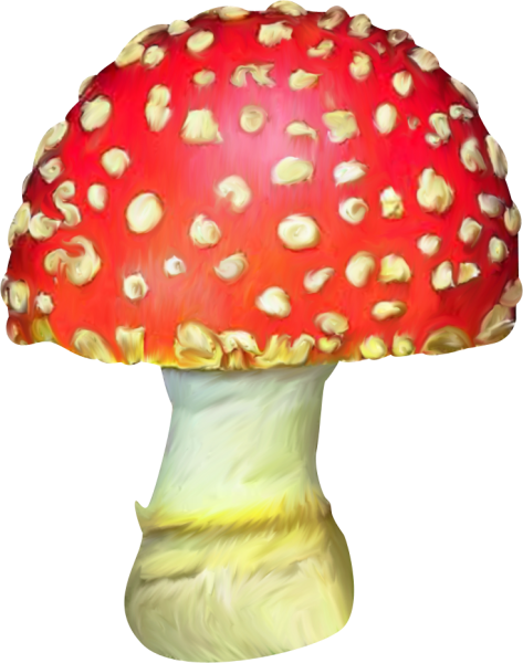 Грибы для детей мухомор белый гриб