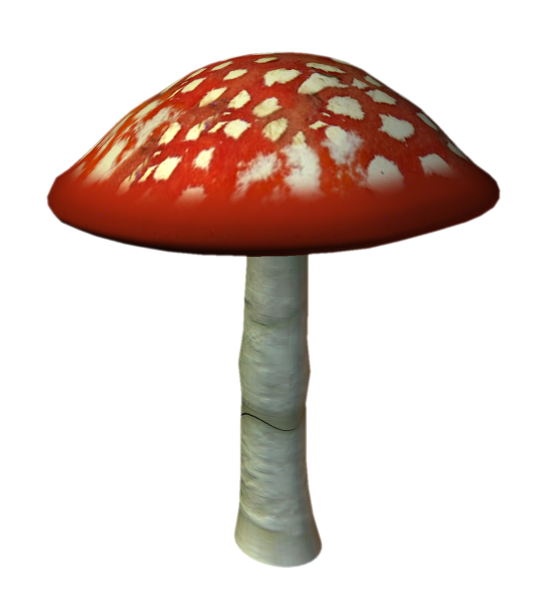 Мухомор на белом фоне
