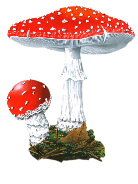 Мухомор Королевский