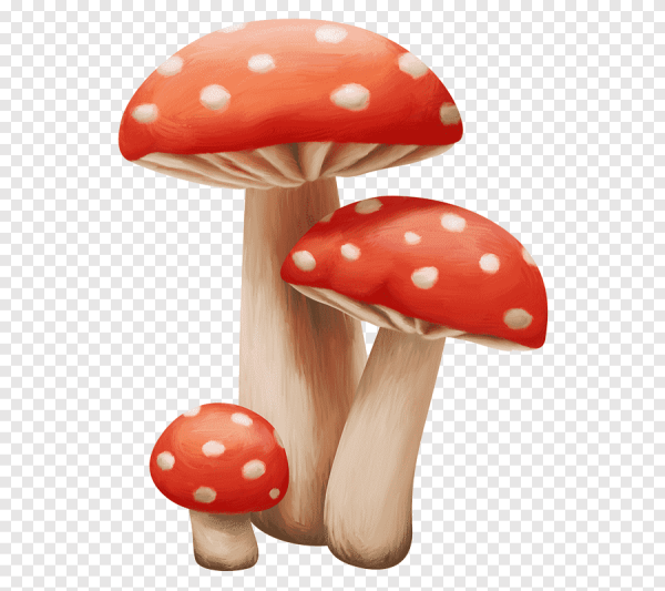 Грибочки PNG