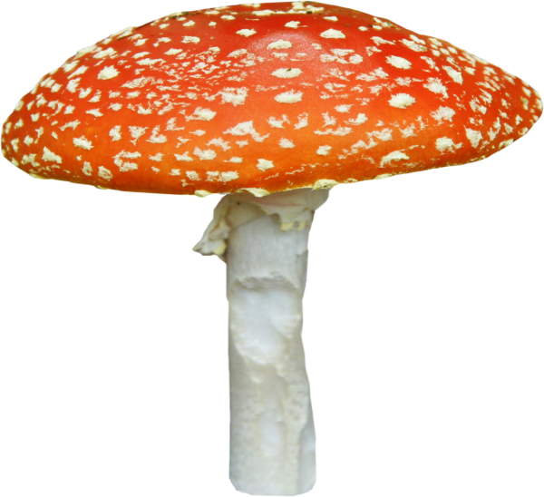 Белый мухомор на белом фоне