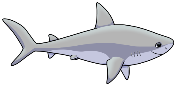 Акула на белом фоне для детей