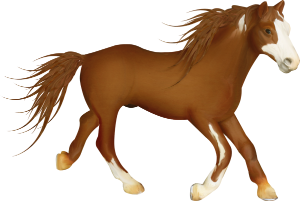 Конь на прозрачном фоне