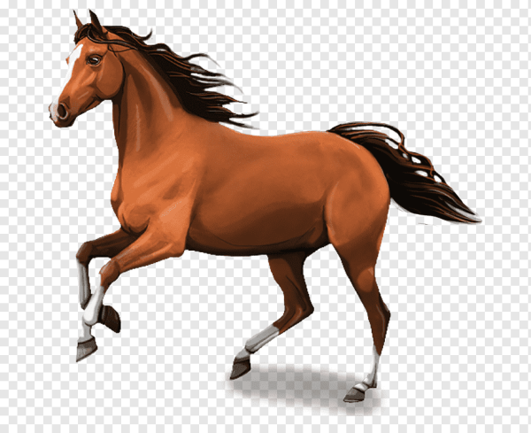 Лошадь на прозрачном фоне
