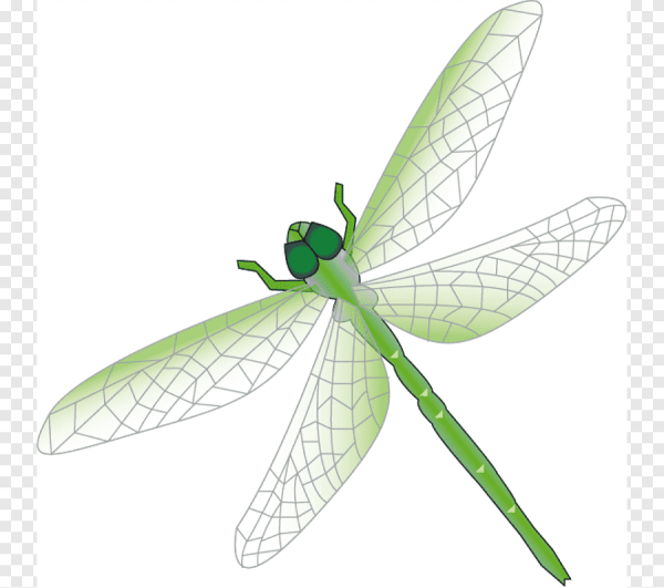 Стрекоза на белом фоне