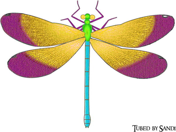 Стрекоза на прозрачном фоне