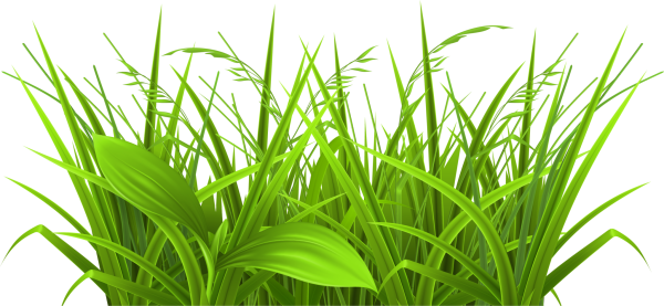Трава рисунок