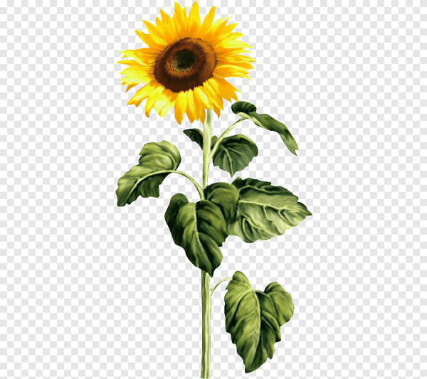 Подсолнух на прозрачном фоне