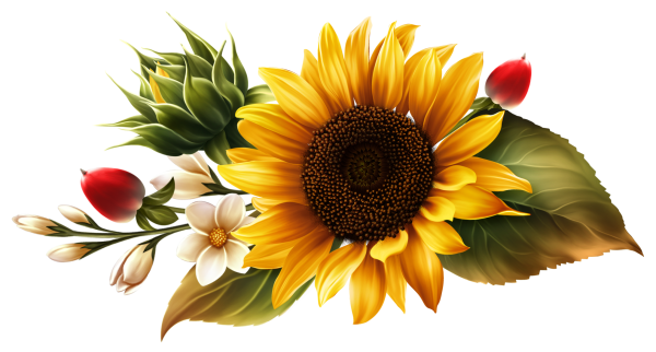 Подсолнух на прозрачном фоне