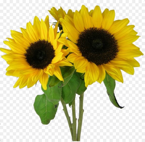 Подсолнечник без фона