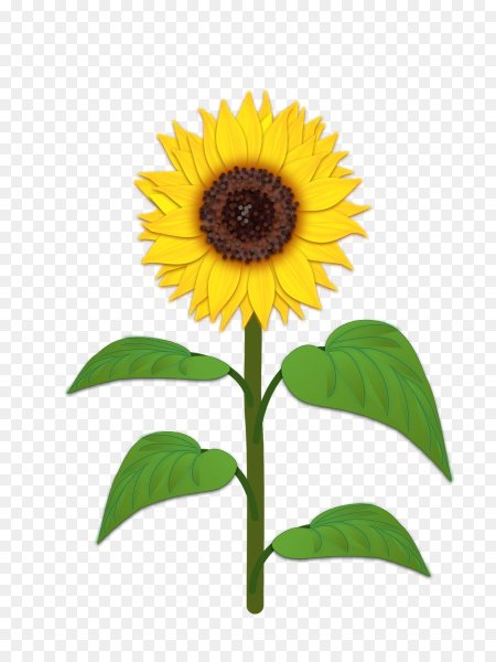 Подсолнух на белом фоне