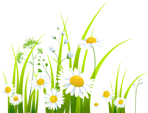 Ромашка вектор