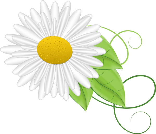 Ромашка без фона