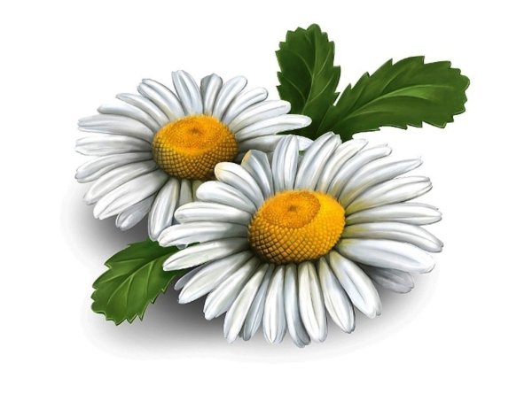 Ромашки картинки