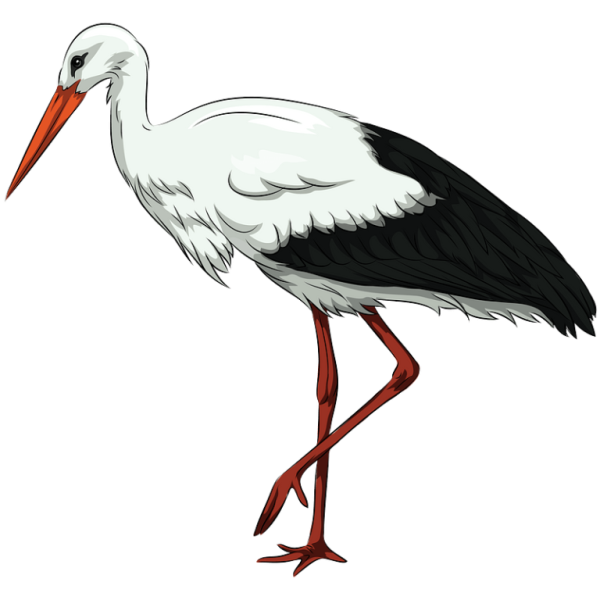 Аист на прозрачном фоне