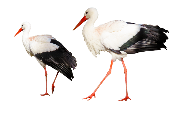 Аист на прозрачном фоне