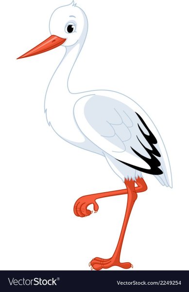 Аистенок на белом фоне