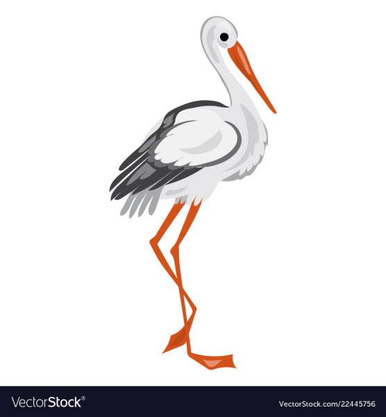 Аист на белом фоне