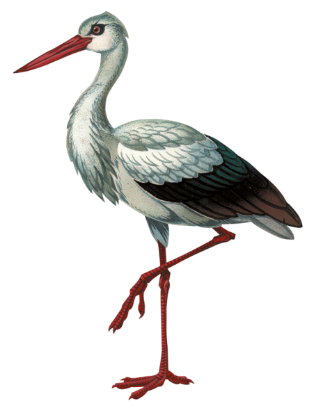 Цапля рисунок для детей