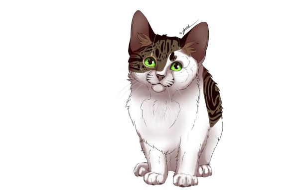 Кошка на белом фоне