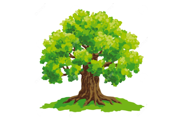 Дуб рисунок