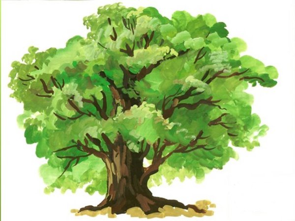 Дуб для детей