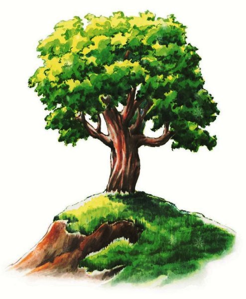 Дуб рисунок