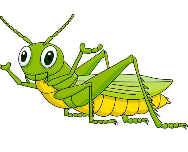 Кузнечик на белом фоне