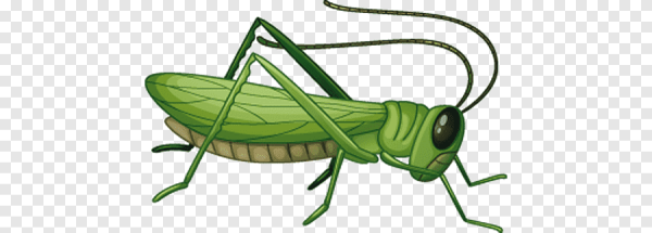 Картинка кузнечик на прозрачном фоне