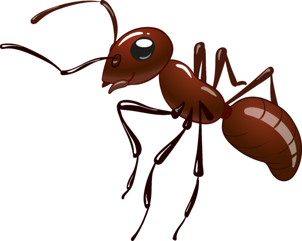 Муравей на белом фоне