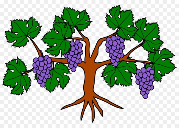 Виноградная лоза