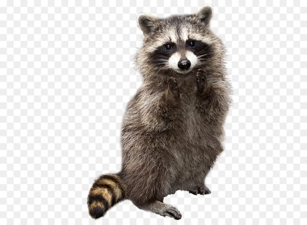Енот на белом фоне