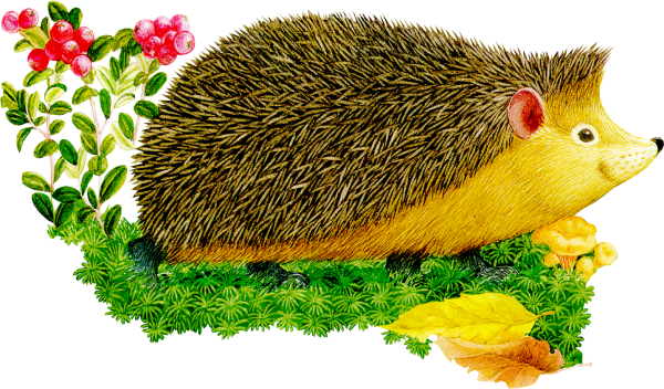 Еж для детей