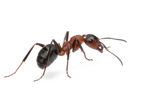 Муравей без фона