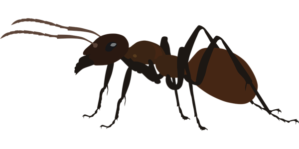 Муравей без фона