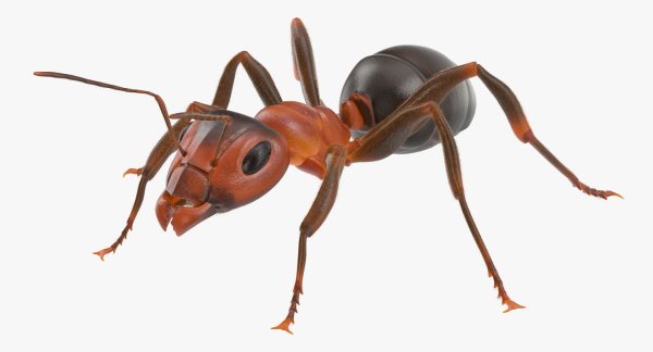 Муравей на бе од ом фоне