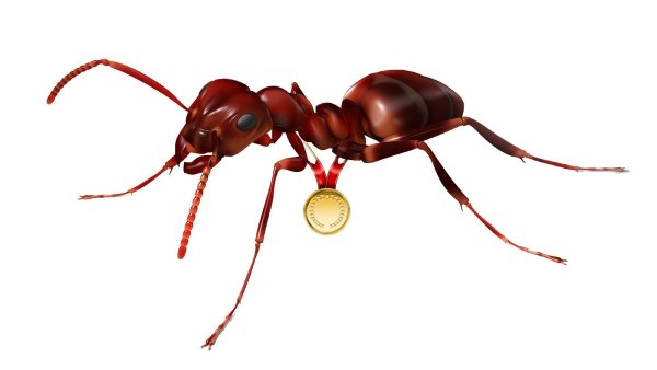 Насекомые без фона