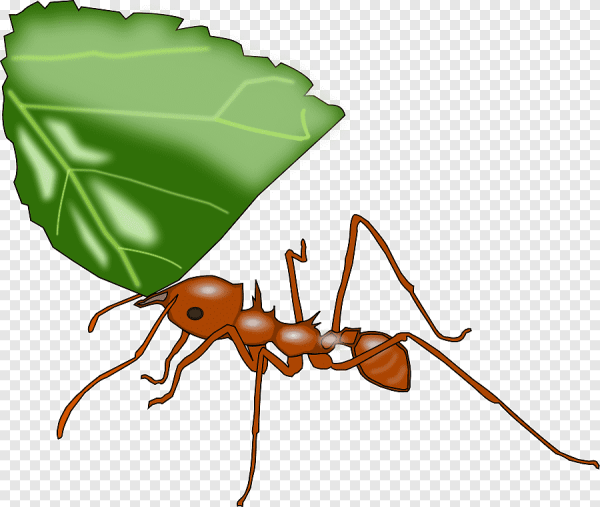Изображение муравья
