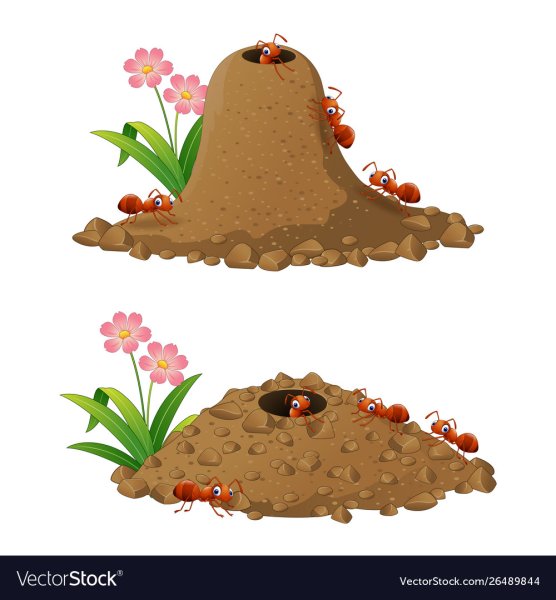 Муравейник на белом фоне