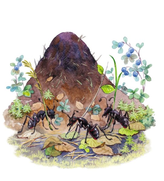 Пришвин пень Муравейник