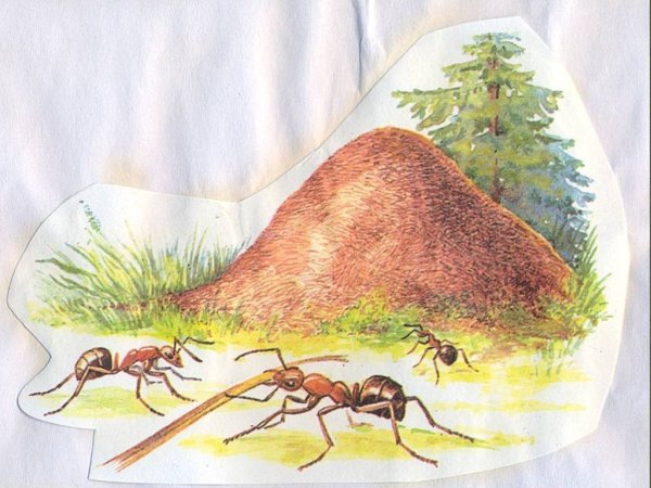 Муравейник для дошкольников