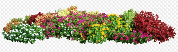 Клумба с цветами на прозрачном фоне
