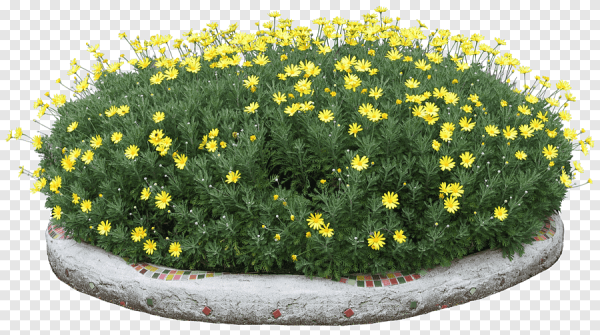 Цветы клумба на прозрачном фоне