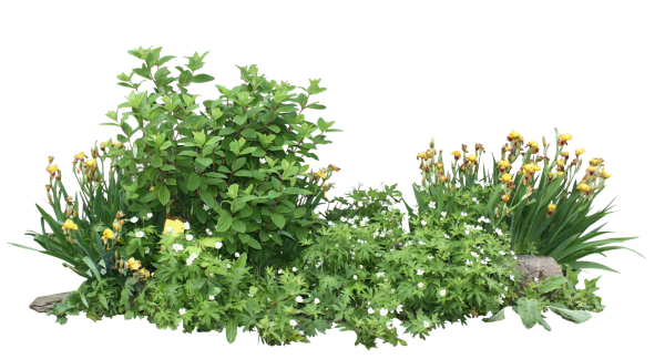 Клумба на прозрачном фоне