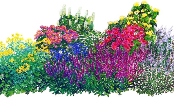 Клумба на белом фоне