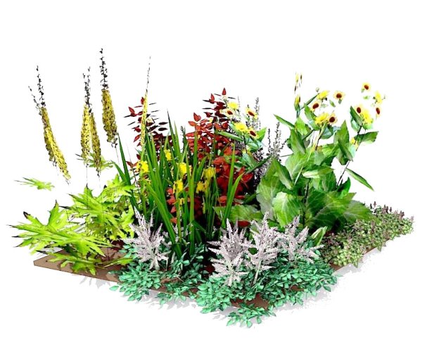 Вербейник куст