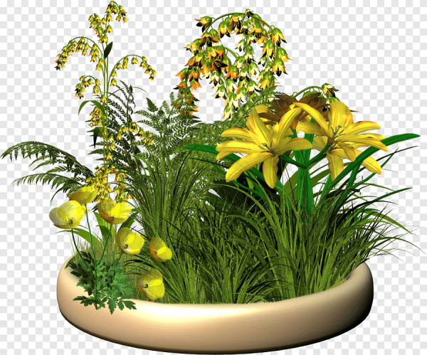 Растения на прозрачном фоне